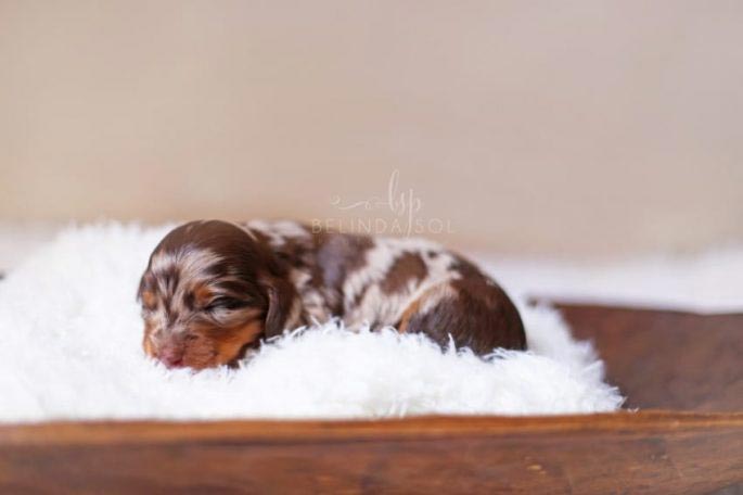 свадебная фотосессия беременной таксы