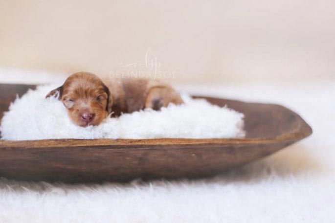 свадебная фотосессия беременной таксы