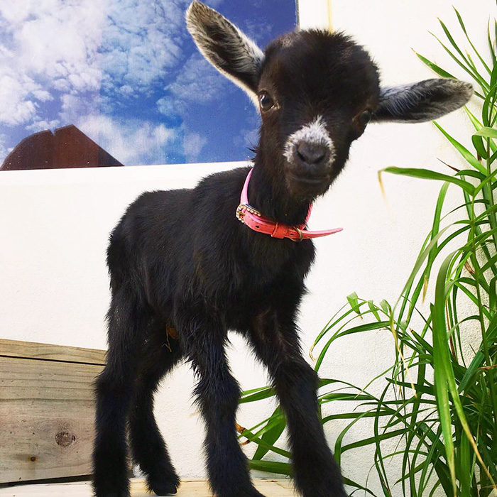 йога с козой, коза партнёр для йоги