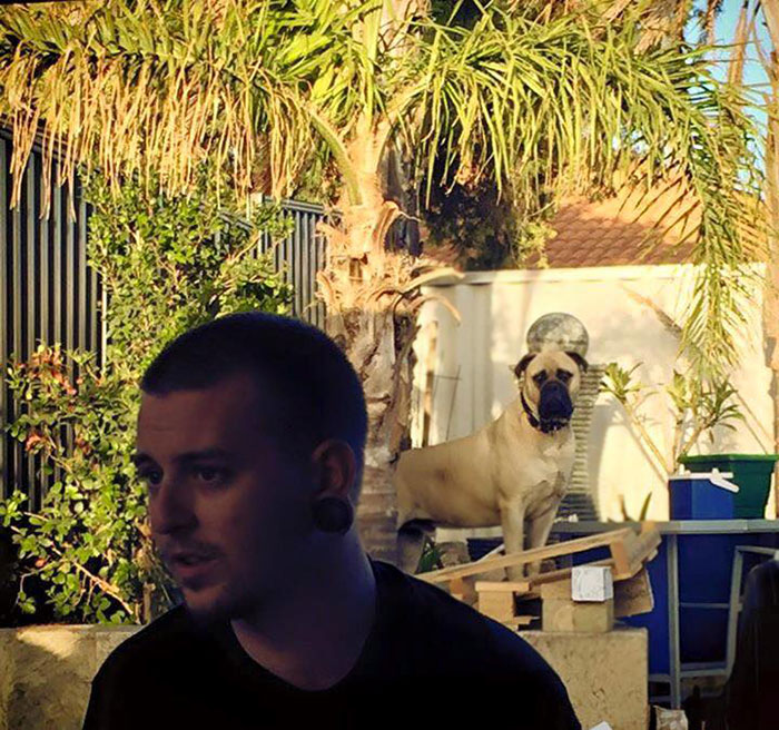 собака постоянно шпионит за своим хозяином, собака следит за хозяином, пёс Сайрус