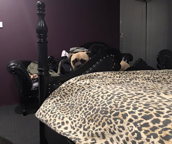 собака постоянно шпионит за своим хозяином, собака следит за хозяином, пёс Сайрус