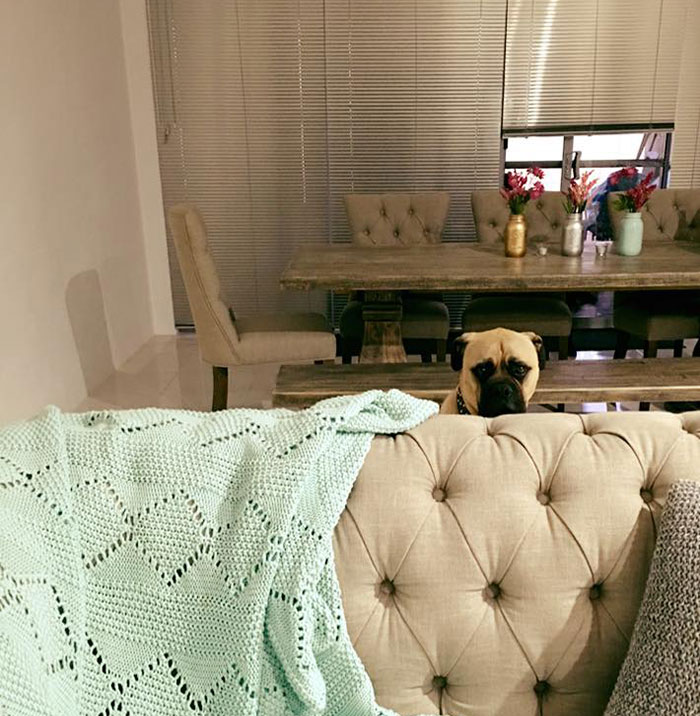 собака постоянно шпионит за своим хозяином, собака следит за хозяином, пёс Сайрус