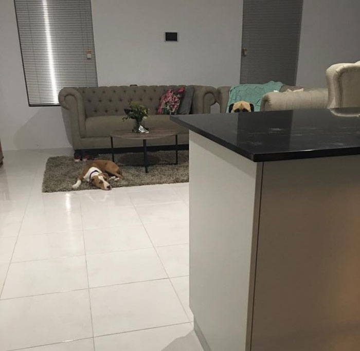 собака постоянно шпионит за своим хозяином, собака следит за хозяином, пёс Сайрус