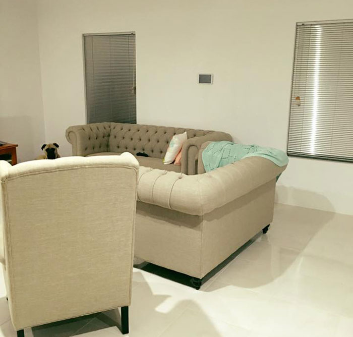 собака постоянно шпионит за своим хозяином, собака следит за хозяином, пёс Сайрус