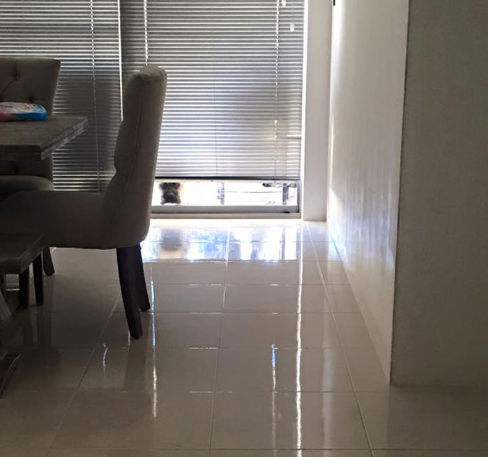 собака постоянно шпионит за своим хозяином, собака следит за хозяином, пёс Сайрус