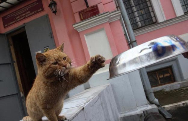 Шутка российского музея закончилась тем, что ему пришлось взять на работу кота музей взял на работу кота, музей в России взял на работу кота, кот Марай