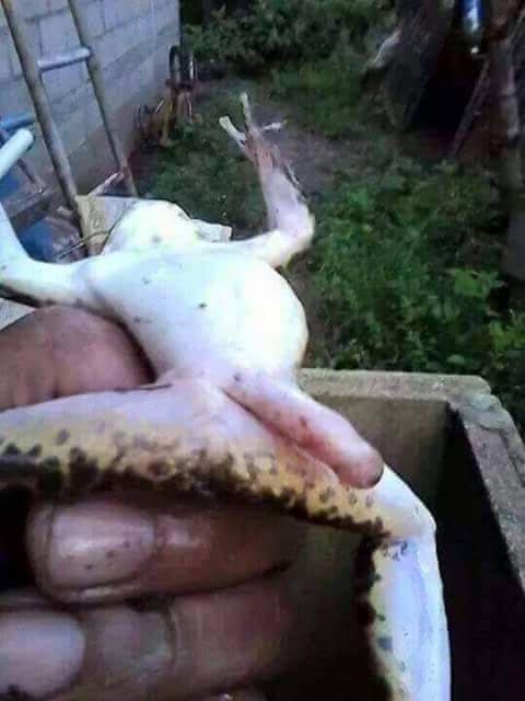 лягушка с гигантским, лягушка с огромным