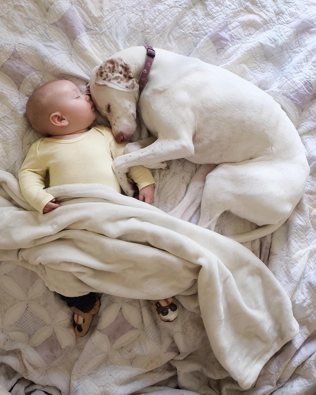Сонник спасти собаку. Спящий ребенок и собака. Новорожденные дети и собаки. Дети спят с животными.