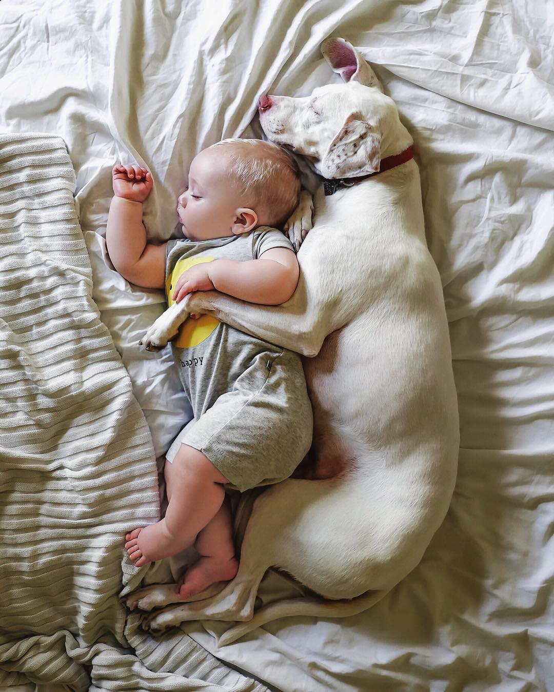 нора спасённая собака, малыш и собака спят вместе