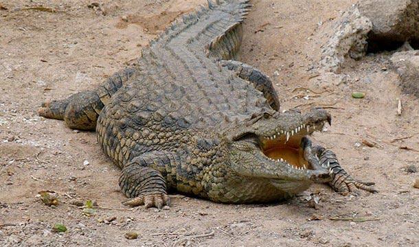 безумные медицинский препараты в истории, безумные медицинские процедуры в истории 