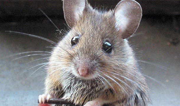 безумные медицинский препараты в истории, безумные медицинские процедуры в истории 