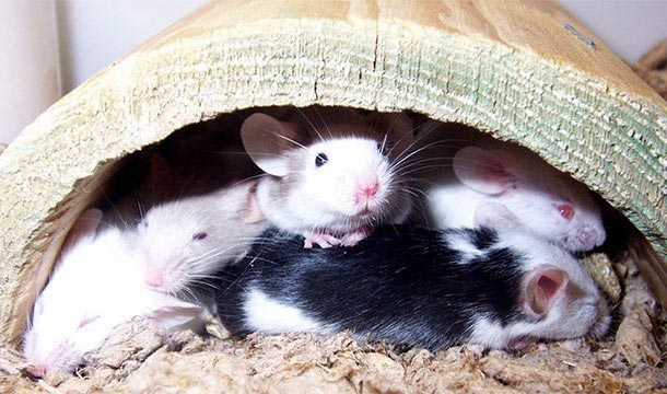 безумные медицинский препараты в истории, безумные медицинские процедуры в истории 