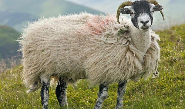 безумные медицинский препараты в истории, безумные медицинские процедуры в истории 