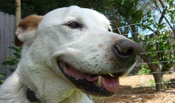 безумные медицинский препараты в истории, безумные медицинские процедуры в истории 