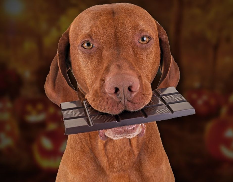 10 любопытных фактов о шоколаде, раскрывающих секреты вкуснейшего лакомства факты о шоколаде, всё что вы не знали о шоколаде