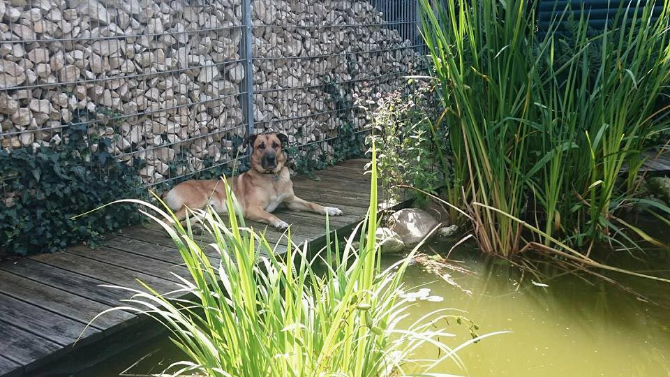 Стюардесса приняла собаку ждала её возле отеля, женщина забрала собаку 6 месяцев ждала возле отеля