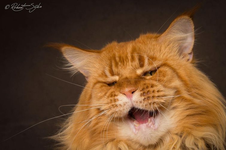 Особенные кошки: красивые фотографии величественных мейн-кунов фотографии мейн-кунов, портреты мейн-кунов