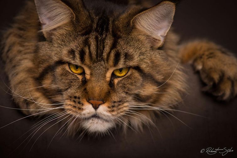 Особенные кошки: красивые фотографии величественных мейн-кунов фотографии мейн-кунов, портреты мейн-кунов