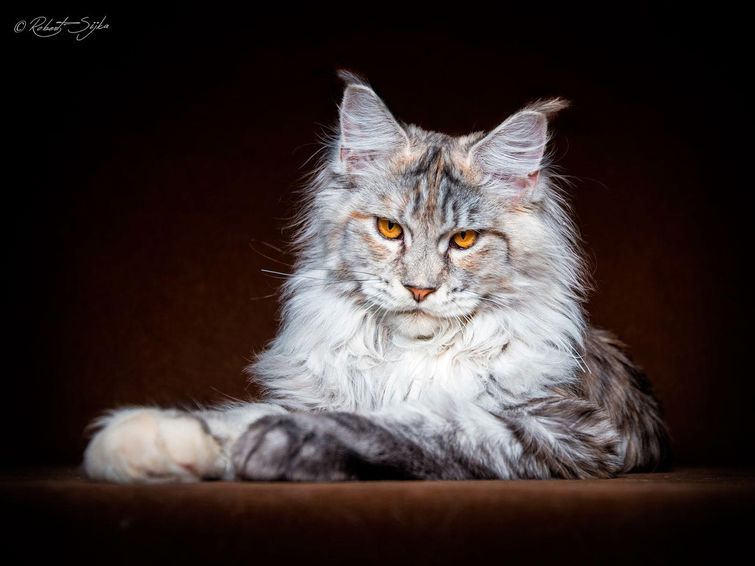 Особенные кошки: красивые фотографии величественных мейн-кунов фотографии мейн-кунов, портреты мейн-кунов