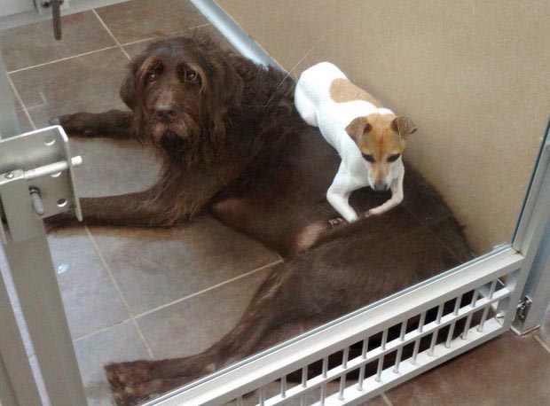 Эти грустные собаки не могут перестать обниматься после того, как их из дома отдали в приют собкаи не могут перестать обниматься, собаки обнимаются в приюте, грустные собаки обнимаются