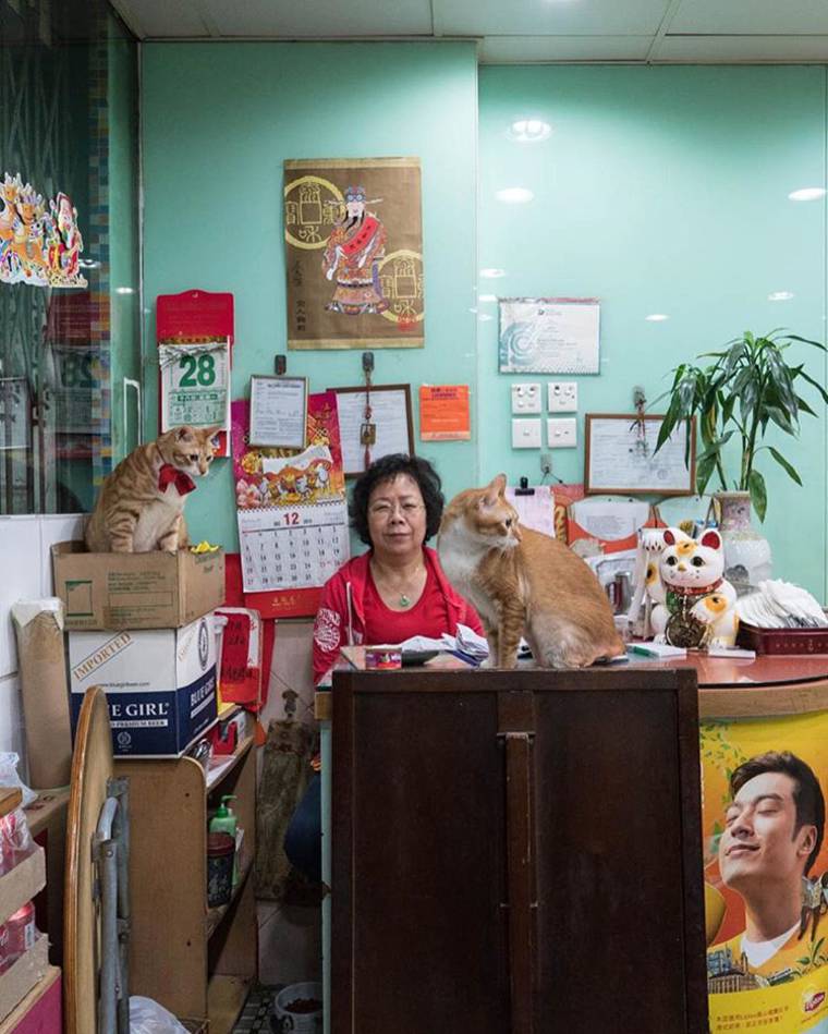 кошки в магазинах Китая, кошки в магазинах Гонконга
