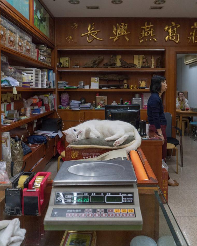 кошки в магазинах Китая, кошки в магазинах Гонконга