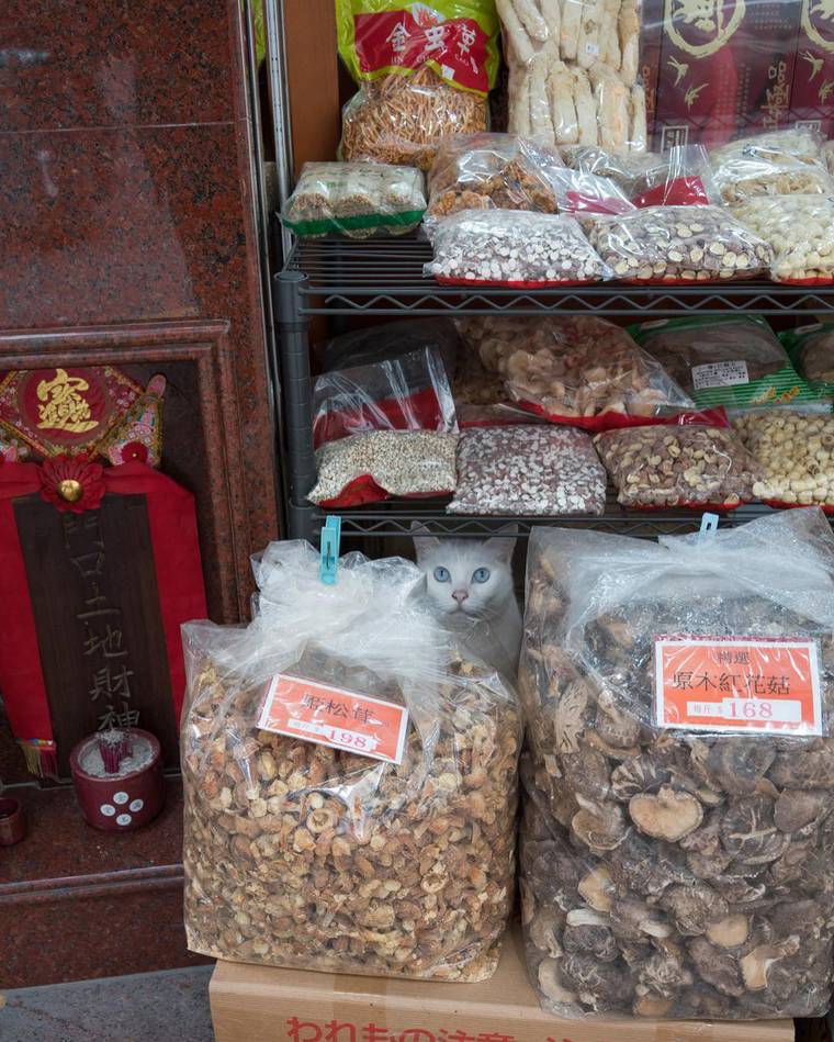 кошки в магазинах Китая, кошки в магазинах Гонконга