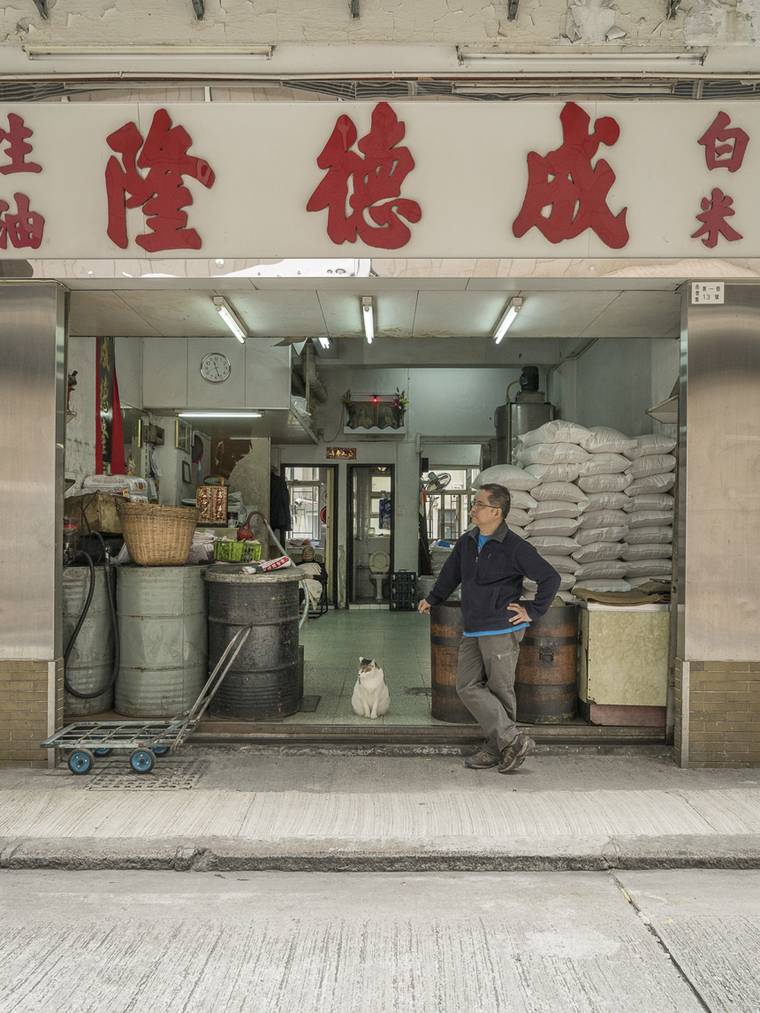 кошки в магазинах Китая, кошки в магазинах Гонконга