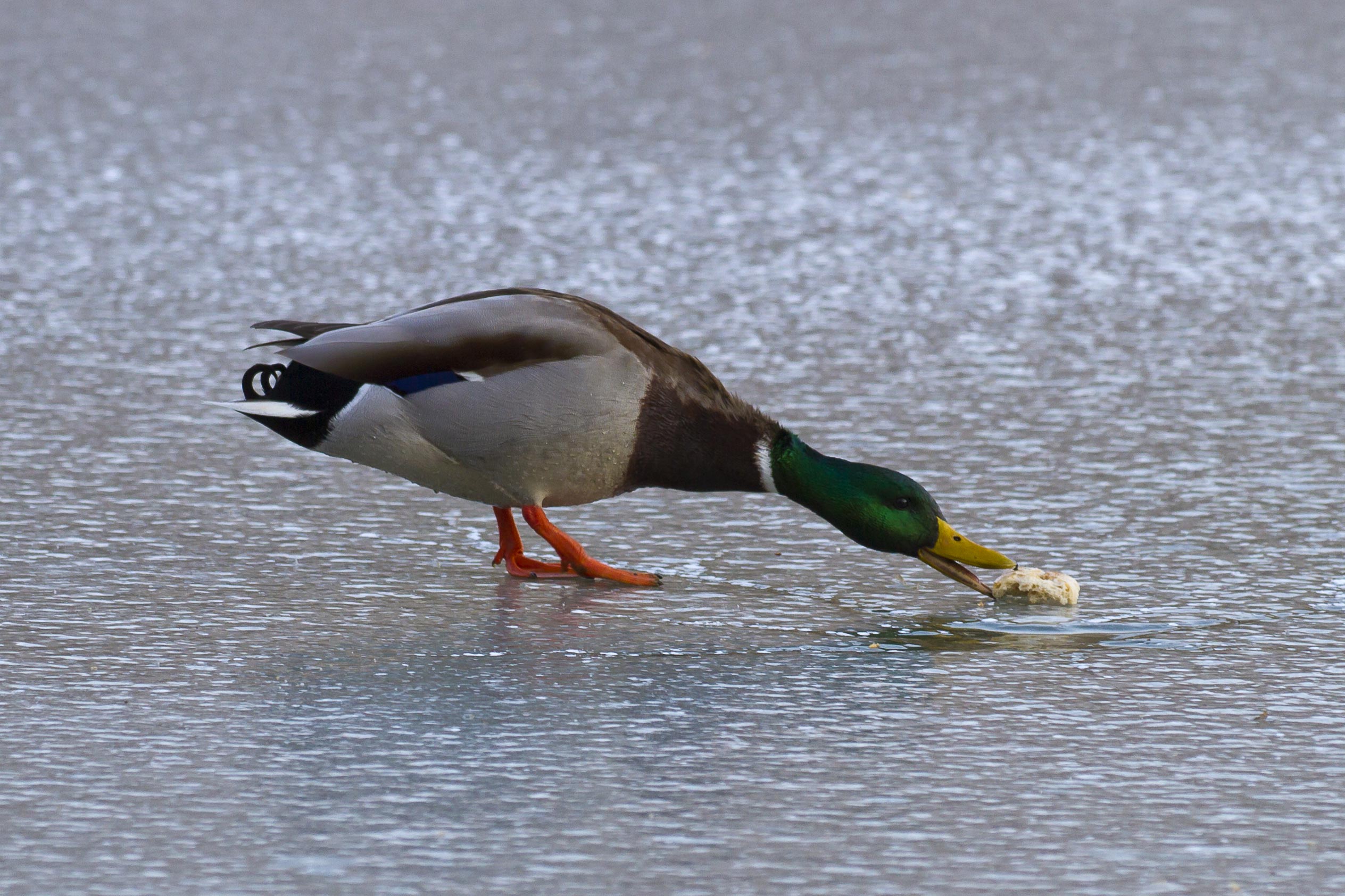 Хлеба утки. Фото хлеба утки. Картинки хлеба уток. Duck eating.