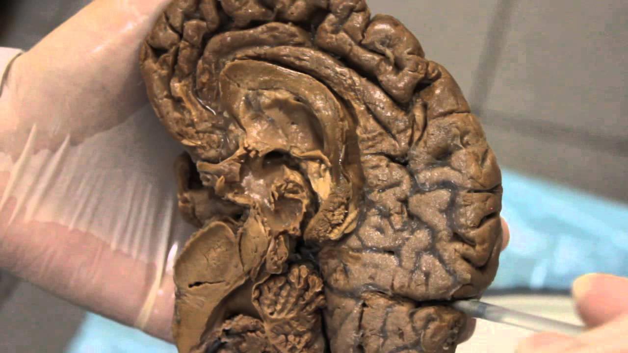 жизненные факты, факты из жизни, страшные факты