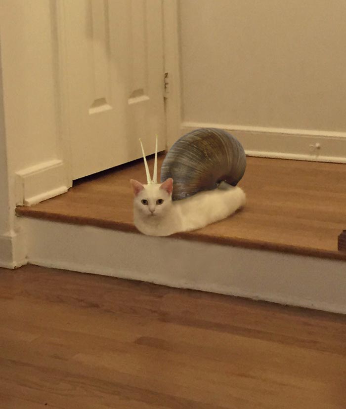 неудобно лежачий кот, кот битва фотошоперов, неудобно лежачий кот битва фотошоперов