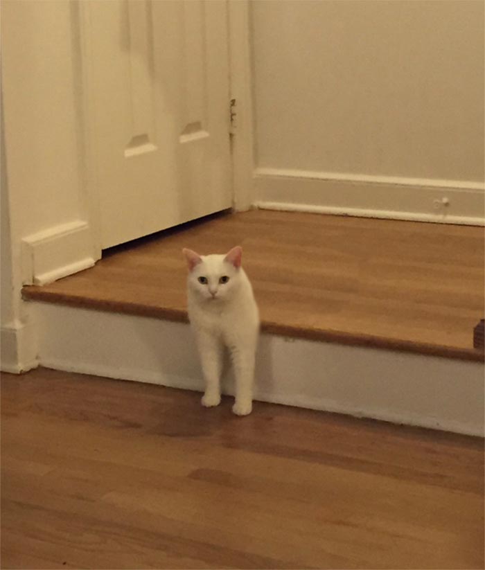 неудобно лежачий кот, кот битва фотошоперов, неудобно лежачий кот битва фотошоперов