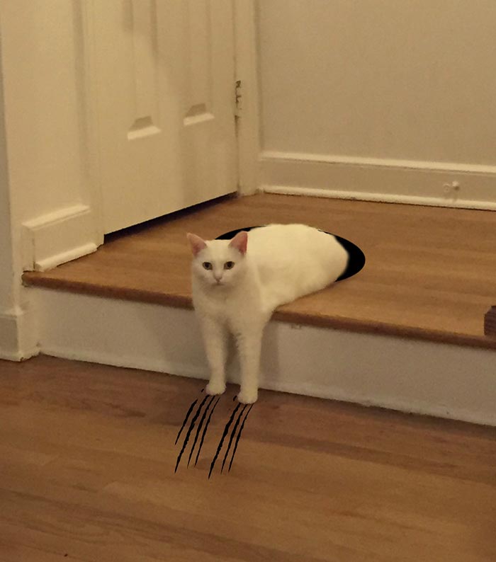 неудобно лежачий кот, кот битва фотошоперов, неудобно лежачий кот битва фотошоперов