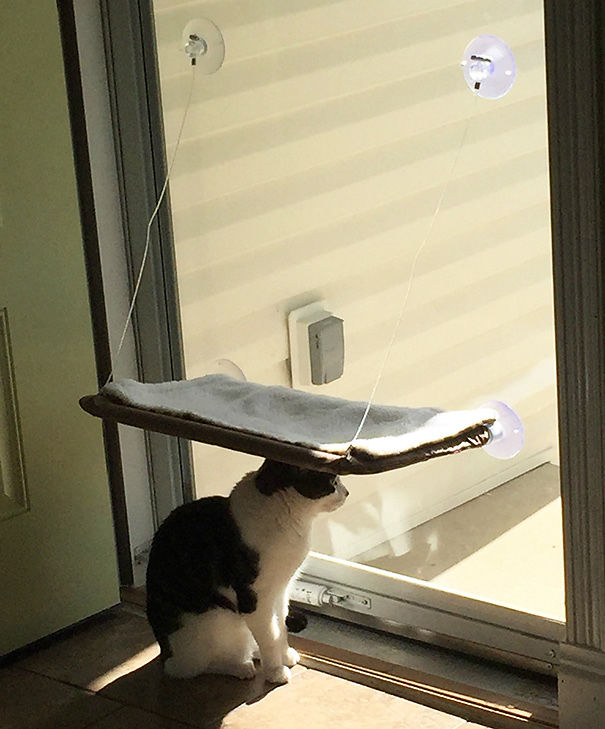 кошачья логика, коты и кошачий домик