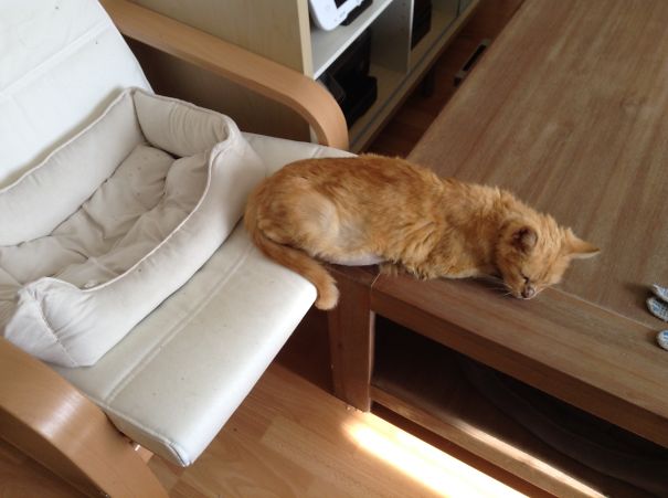 кошачья логика, коты и кошачий домик