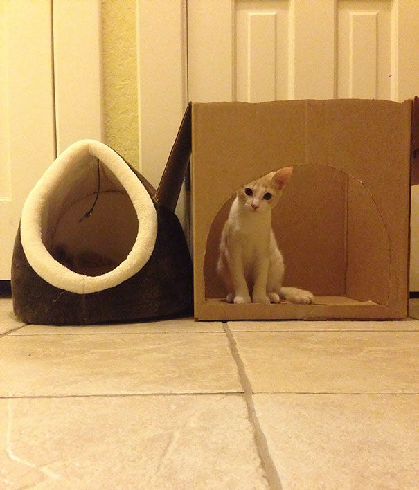 кошачья логика, коты и кошачий домик