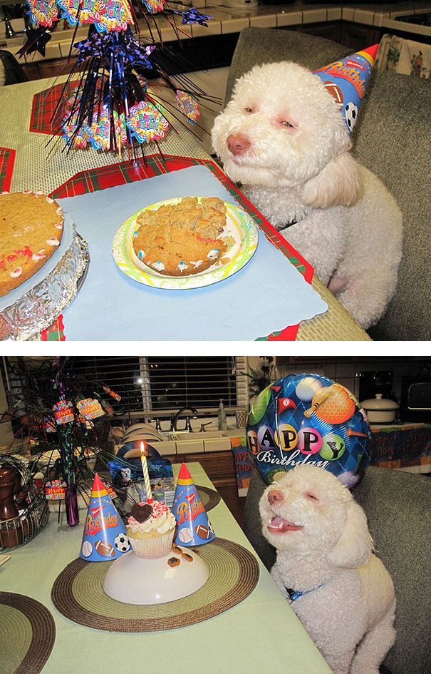 улыбающиеся животные, животные смеются