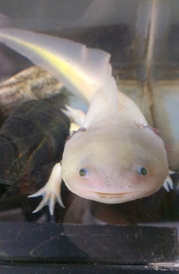 улыбающиеся животные, животные смеются