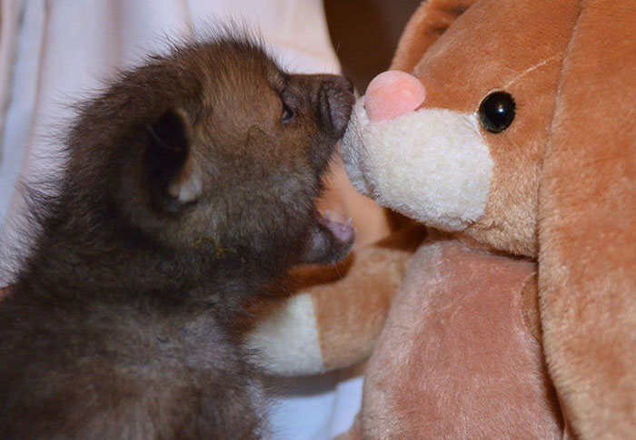 Пагл спасённый лисёнок, лисёнок не расстаётся со своим плюшевым кроликом