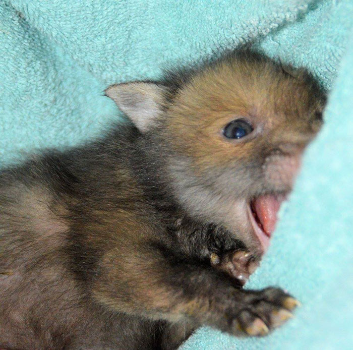 Пагл спасённый лисёнок, лисёнок не расстаётся со своим плюшевым кроликом