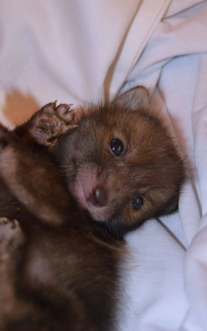 Пагл спасённый лисёнок, лисёнок не расстаётся со своим плюшевым кроликом