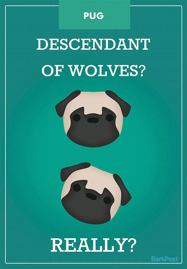 слоганов собак разных пород, смешные и правдивые слоганы собак, если бы собаки были брендами