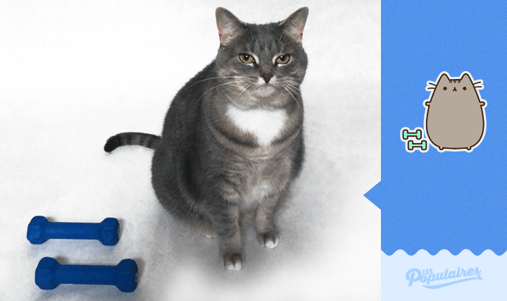 Парень воссоздаёт стикеры с котом Пушином, Жульен Териен, Julien Therrien