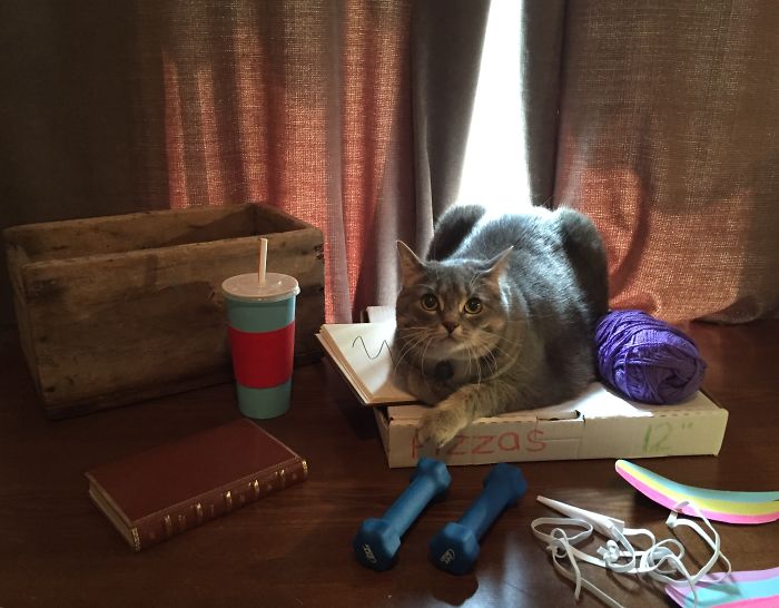 Парень воссоздаёт стикеры с котом Пушином, Жульен Териен, Julien Therrien