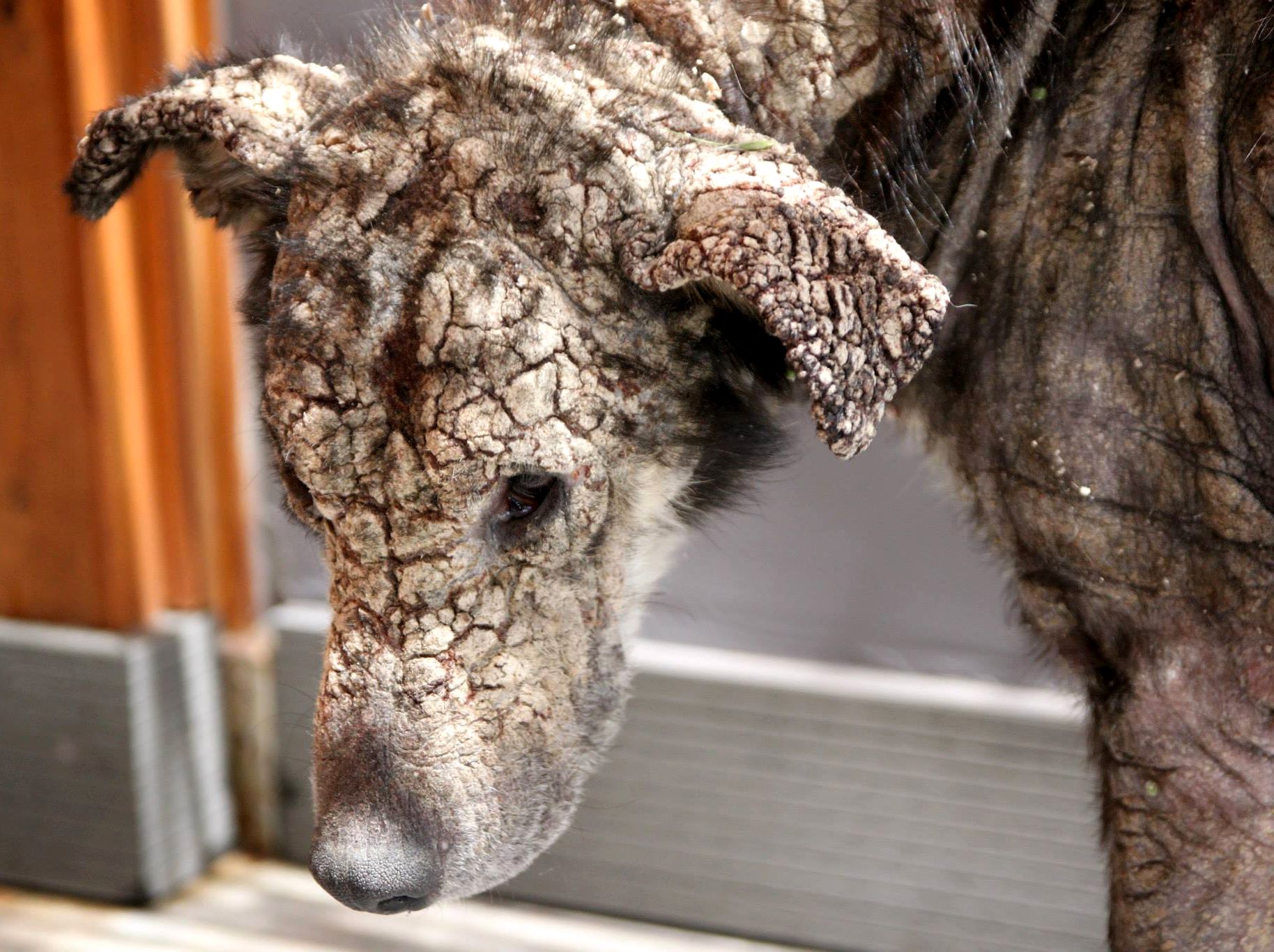 ‘окаменевшая’ собака, собака Петра, спасение окаменевшей собаки Петры