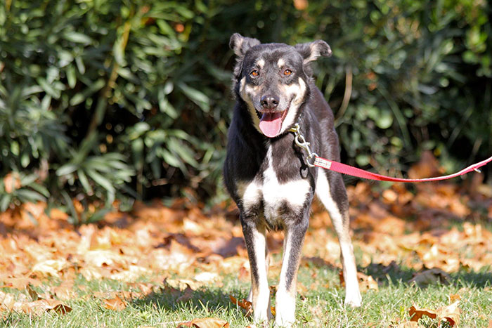 ‘окаменевшая’ собака, собака Петра, спасение окаменевшей собаки Петры