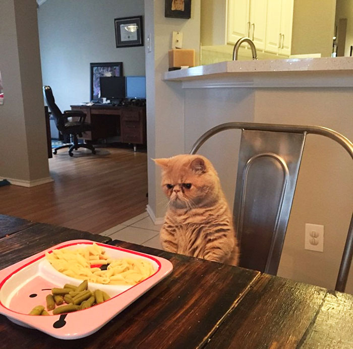 Джордж — кот, который может долгое время стоять на задних лапах, как заяц кот который может долгое время стоять на задних лапах, кот Джордж, кот стоит на задних лапах