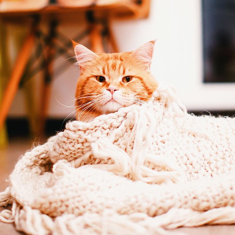 кот Котлета, рыжий кот Котлета