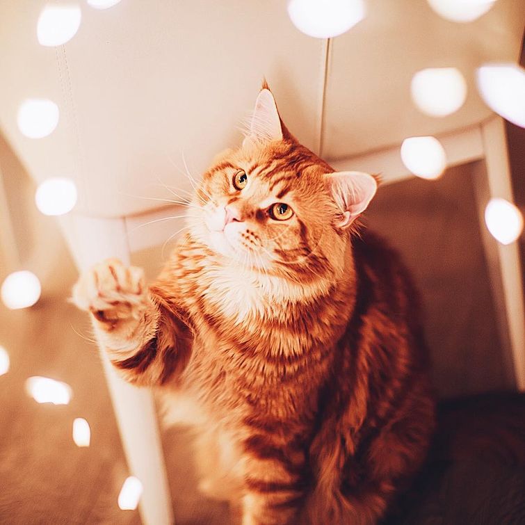 кот Котлета, рыжий кот Котлета