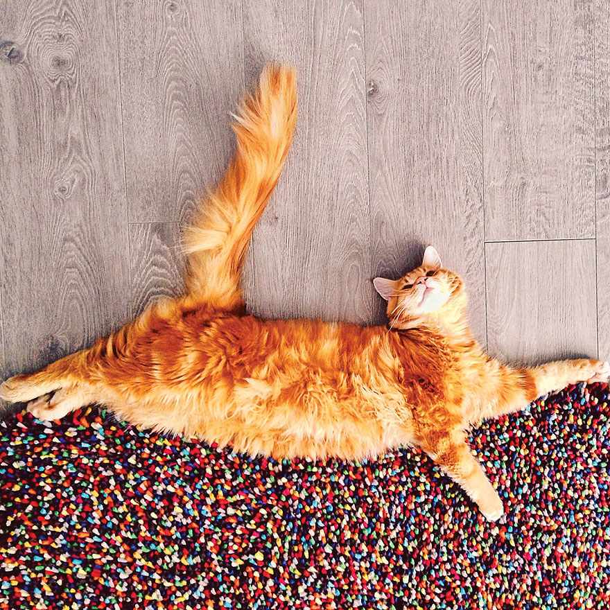 кот Котлета, рыжий кот Котлета